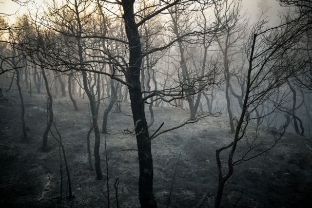 Κρανίου τόπος η Εύβοια: Η φωτιά σάρωσε τα πάντα