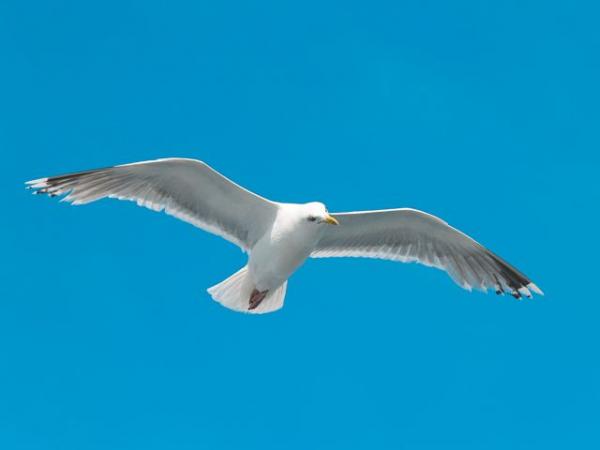 Γλάρος άρπαξε σακουλάκι κάνναβης και έσωσε νεαρό από τη σύλληψη