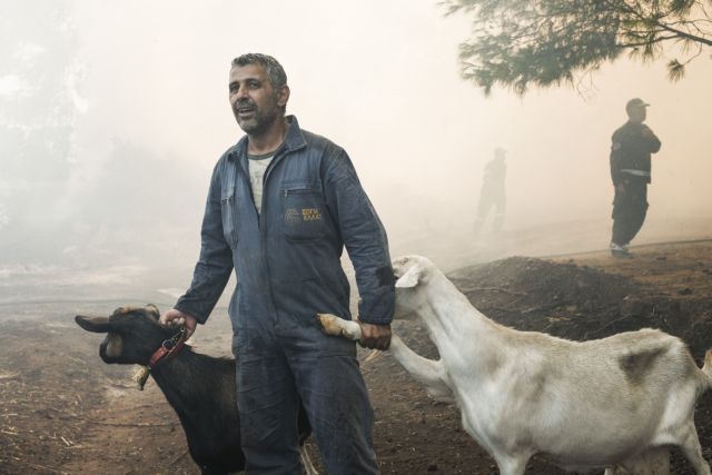 Εύβοια: Μάχη για να σωθούν άνθρωποι, αλλά και ζώα