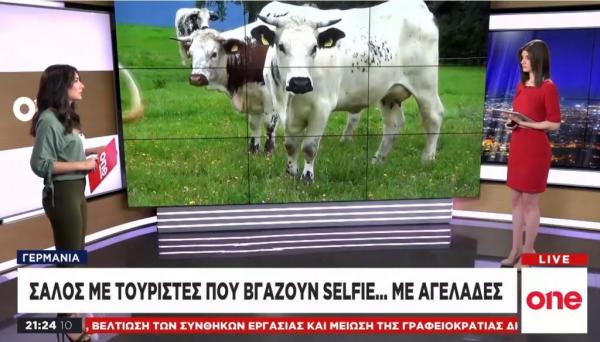 Σάλος με τουρίστες που βγάζουν selfie…με αγελάδες
