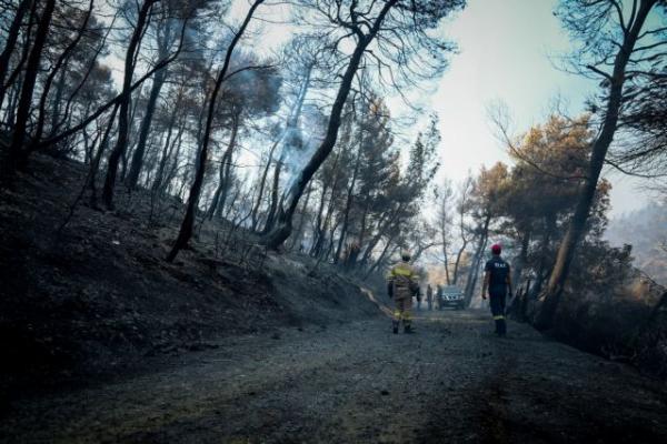 Τι είναι οι «στεγασμένες αντιπυρικές ζώνες» που προτείνει ο καθηγητής Δασολογίας Θ. Ζάγκας