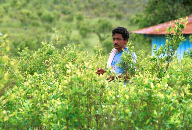 Ελαφριά μείωση της έκτασης των καλλιεργειών κόκας στην Κολομβία