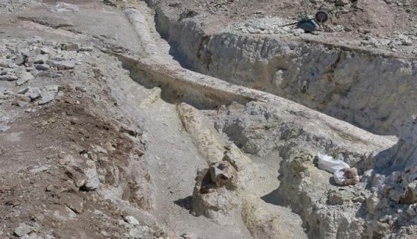 Απολιθωμένο δάσος Λέσβου: Ανακαλύφθηκαν δύο γιγάντιοι κορμοί