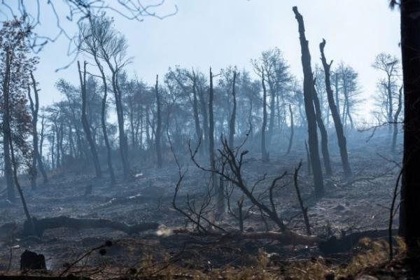 Φωτιά στην Εύβοια: Συγκλονιστικό βίντεο από drone δείχνει το μέγεθος της καταστροφής