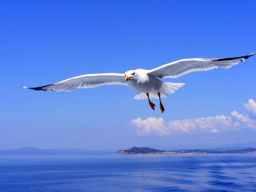 Γλάρος καρφώθηκε σε κατάρτι πλοίου με την πυροσβεστική να επιχειρεί να τον σώσει