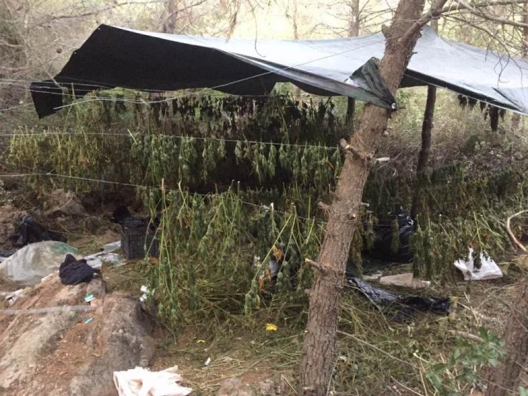 Πάνω από 1.600 δενδρύλλια κάνναβης εντόπισε η ΕΛ.ΑΣ στα Βίλια