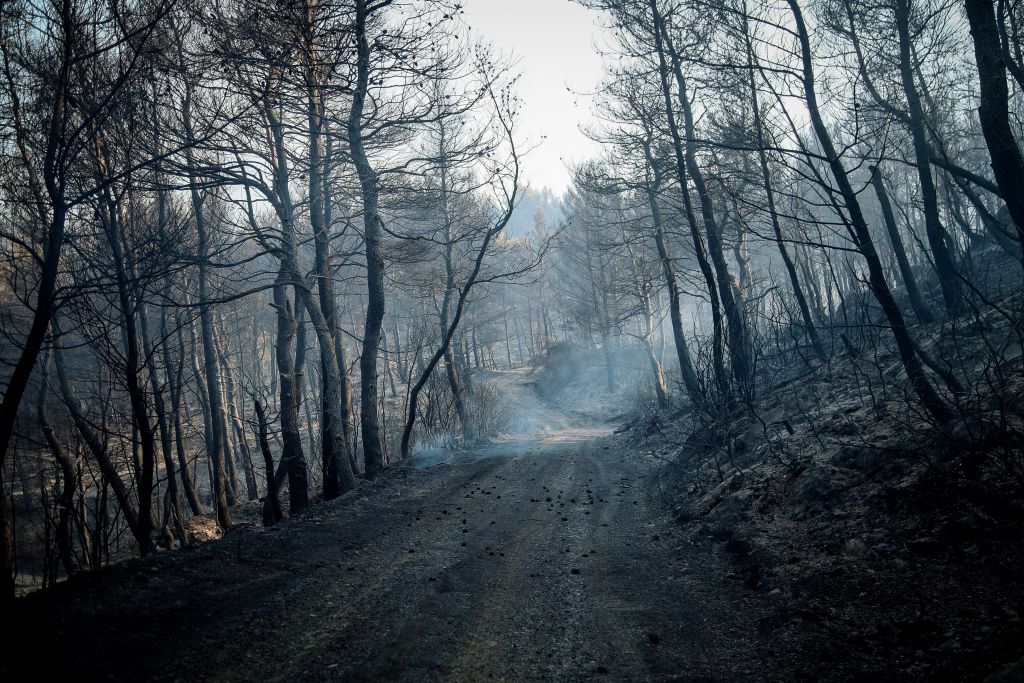 Φωτιά στην Εύβοια: Θλίψη για τις αφανισμένες δασικές εκτάσεις