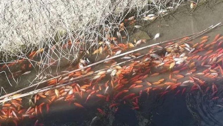 Ηράκλειο: Έλεγχοι για τα νεκρά χρυσόψαρα στο φράγμα Αποσελέμη
