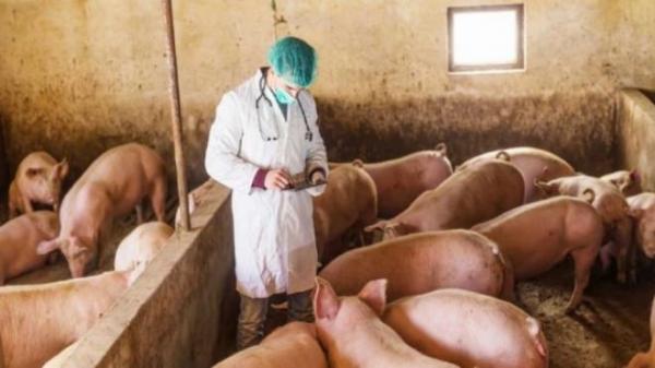 «Συναγερμός» στην Κομισιόν για την πανώλη των χοίρων στη Βουλγαρία – Έκτακτα μέτρα στην Ελλάδα