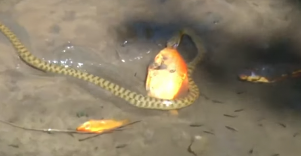 Καρέ καρέ η στιγμή που φίδι προσπαθεί να φάει χρυσόψαρο στην Κρήτη