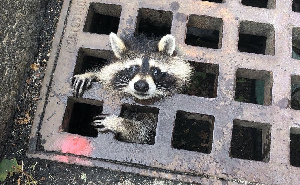 Συναγερμός… για τη διάσωση ρακούν