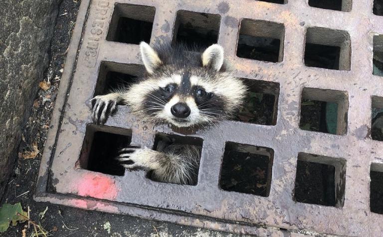Συναγερμός… για τη διάσωση ρακούν