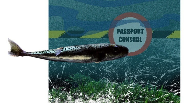 Πως επιτέθηκε λαγοκέφαλος σε μικρό παιδί