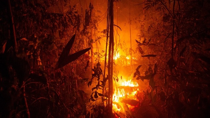 Αμαζόνιος: H παγκόσμια «δίψα» για το βοδινό κρέας και τη σόγια βασική αιτία των πυρκαγιών