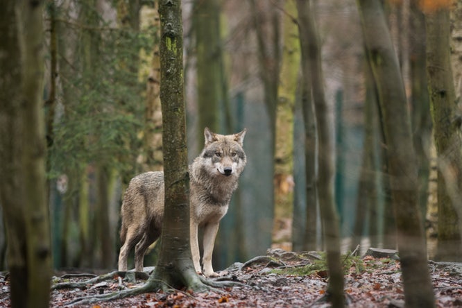 Αποκαλυπτική μελέτη: Λύκοι απειλούν τα ελάφια της Πάρνηθας