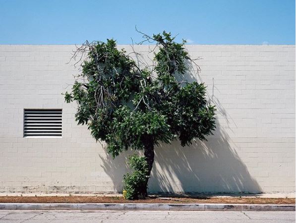 «Ένα δέντρο μεγαλώνει σε»... μια πόλη