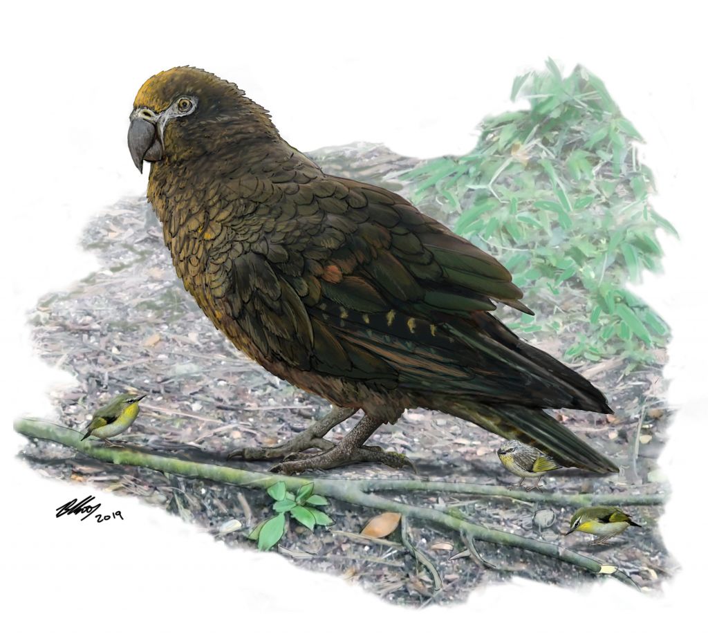«Ηρακλής ο Απρόσμενος»: Ανακαλύφθηκε το απολίθωμα του μεγαλύτερου παπαγάλου