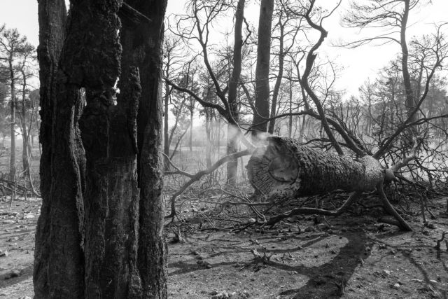 Φωτιά στην Εύβοια: Τι δηλώνει ο 33χρονος ύποπτος για εμπρησμό