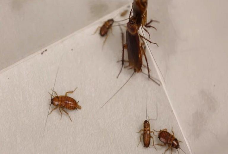 Ρομπότ – κατσαρίδα: Το πατάς και δεν παθαίνει τίποτε