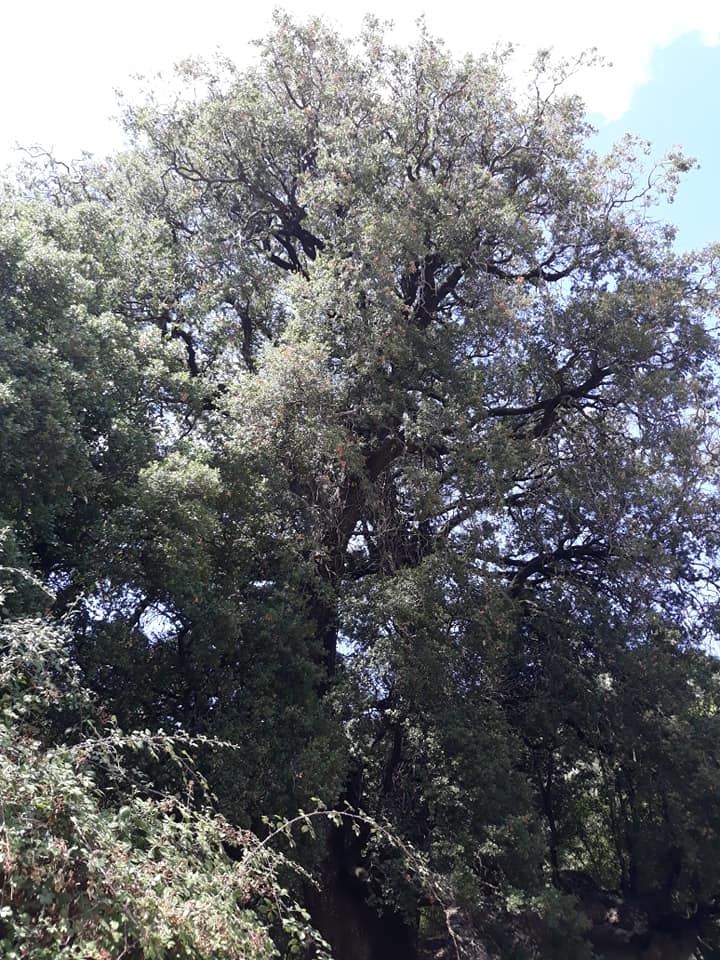 Το πουρνάρι της Αγίας Παρασκευής ηλικίας… 750 ετών