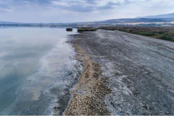 Λίμνη Κορώνεια : Αυτοψία στο «νεκροταφείο ψαριών»