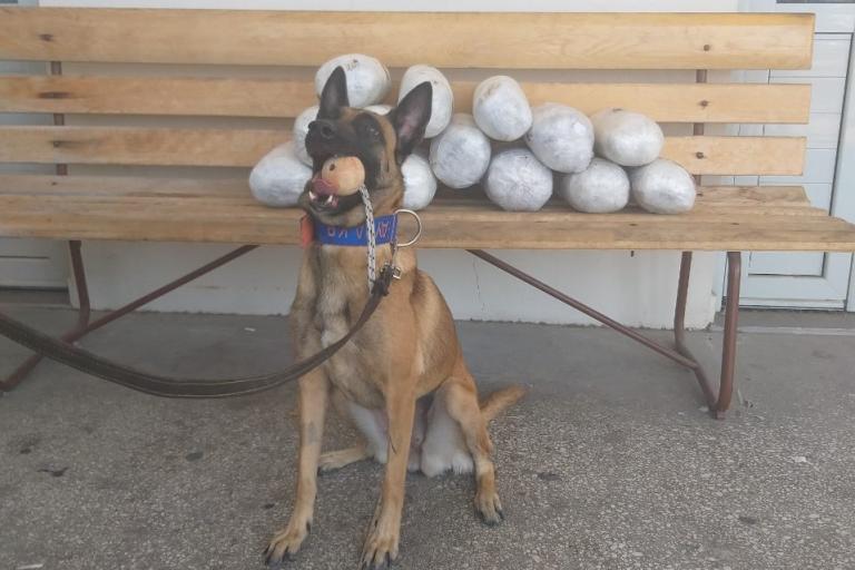 Ηγουμενίτσα: Η Avra μυρίστηκε… 15 κιλά κάνναβης σε αυτοκίνητο