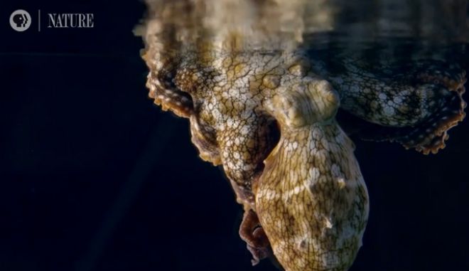 Χταπόδι αλλάζει χρώματα όσο ονειρεύεται