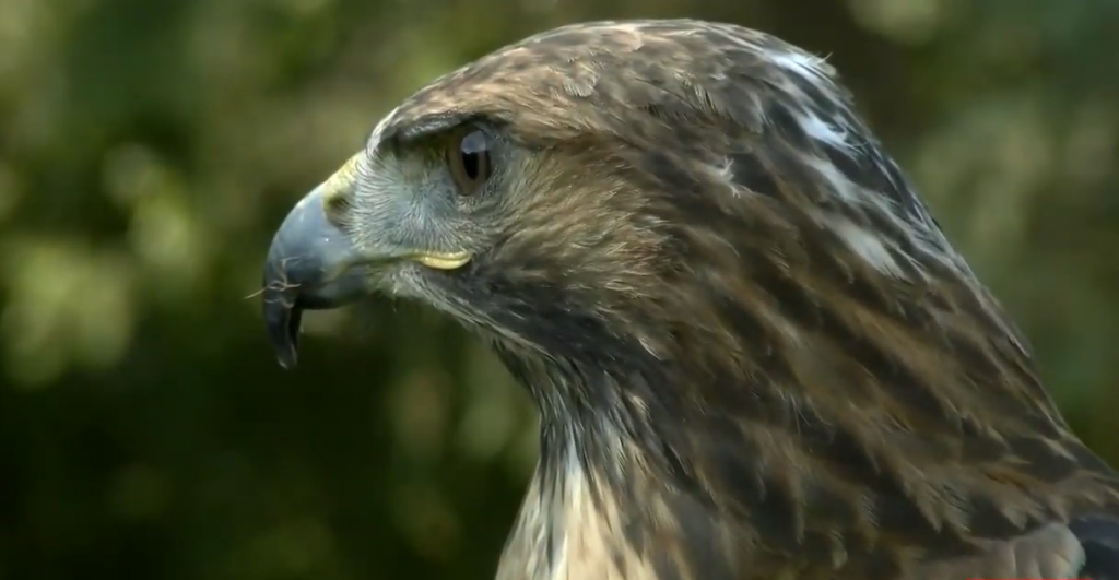 Η Ζήνα είναι το μοναδικό γεράκι στον κόσμο που καταρρίπτει drones
