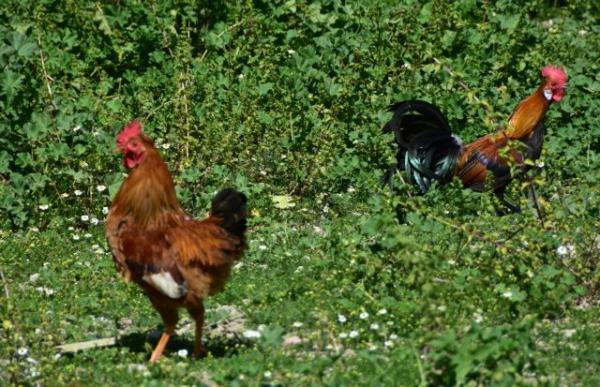 Γαλλικό δικαστήριο δικαίωσε τον κόκκορα Μορίς