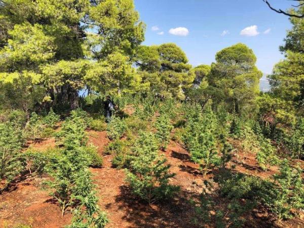 Εντοπίστηκαν τρεις χασισοφυτείες με 2.303 δενδρύλλια στα Γεράνεια Όρη