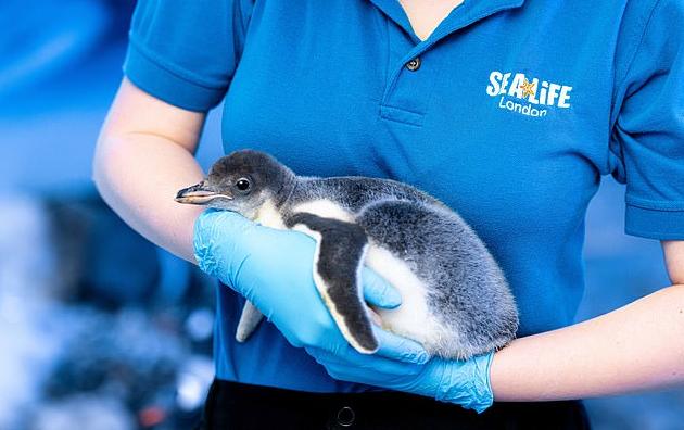 Ζευγάρι θηλυκών πιγκουίνων υιοθέτησε άφυλο πιγκουινάκι