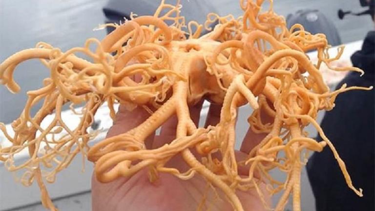 Πλάσμα βγαλμένο από το «Alien» βρέθηκε στην Αλάσκα