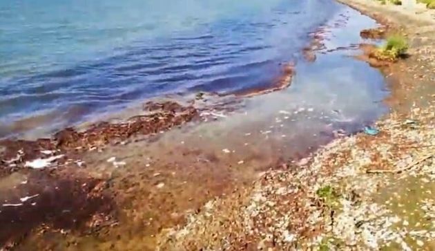 Ναύπλιο: Κοκκίνισε η θάλασσα – Δείτε γιατί