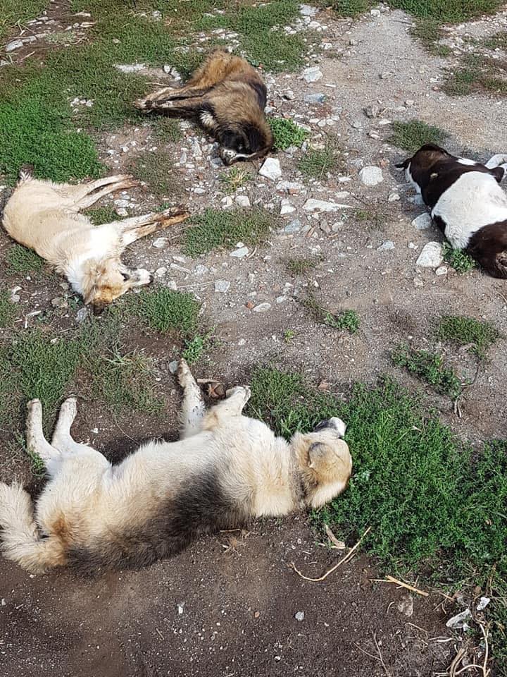 Οργή: Το Σκλήθρο Φλώρινας γέμισε με πτώματα δηλητηριασμένων σκύλων