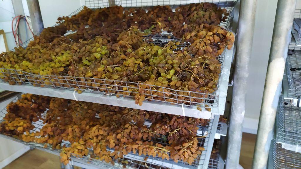 Καινοτομία του Μεσογειακού Πανεπιστημίου – Αποξηραίνει σταφίδες σε θαλάμους