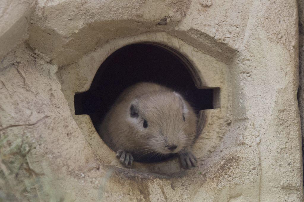 Έμαθαν σε ποντίκια να παίζουν…. κρυφτό