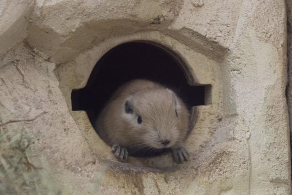 Έμαθαν σε ποντίκια να παίζουν…. κρυφτό