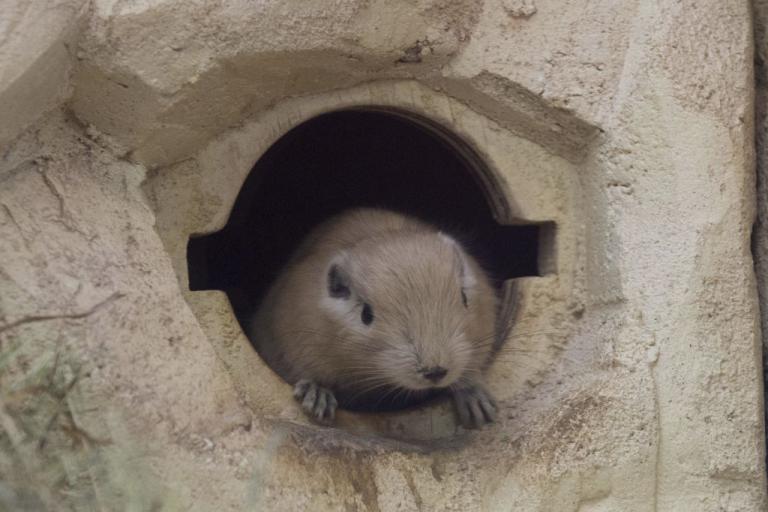 Έμαθαν σε ποντίκια να παίζουν…. κρυφτό
