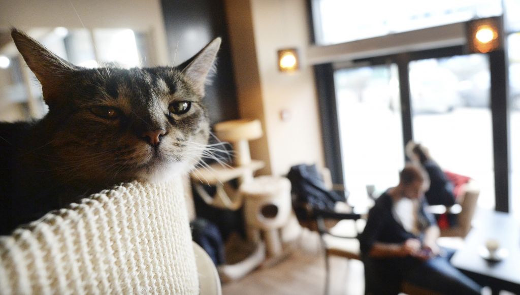Νέα έρευνα δικαιώνει τις γάτες: Είναι ικανές να δεθούν με τους ανθρώπους