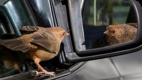 Ποια χρώματα αυτοκινήτων… προσελκύουν κουτσουλιές