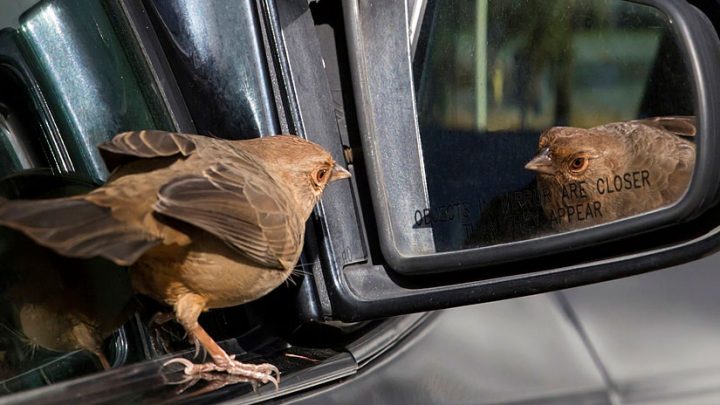 Ποια χρώματα αυτοκινήτων… προσελκύουν κουτσουλιές