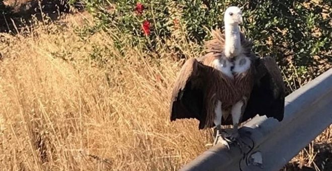 Ένας… άτακτος γύπας αναστάτωσε την τροχαία στην Κρήτη [Εικόνα]