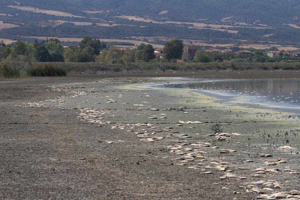 H λίμνη Κορώνεια «πεθαίνει» – Χιλιάδες νεκρά ψάρια στις όχθες της