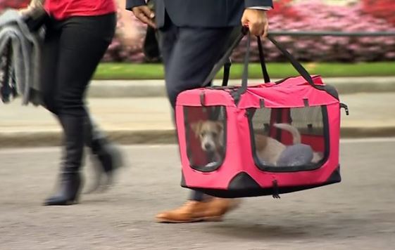 Ντιλίν, η νέα ένοικος της Ντάουνινγκ Στριτ