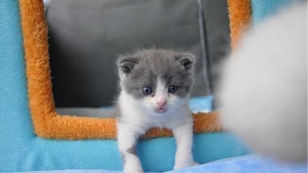 Η πρώτη γάτα κλωνοποιήθηκε – Ανοίγει ο δρόμος για τα πάντα