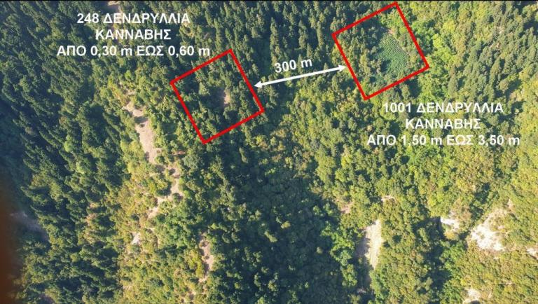 Απίστευτες εικόνες: Drones της ΕΛ.ΑΣ. «ξετρύπωσαν» χασισοφυτείες στην Καρδίτσα αξίας 1 εκατ.
