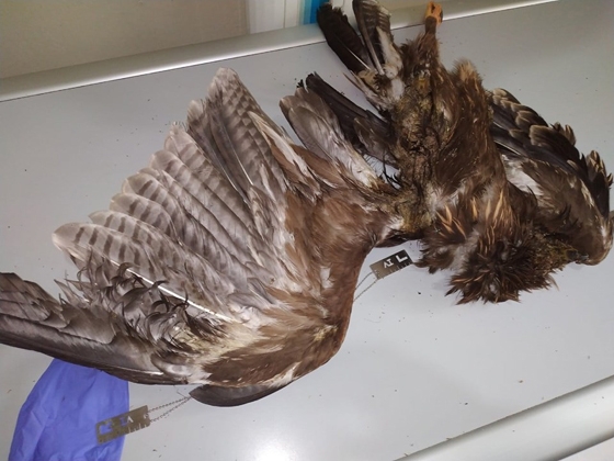 Εβρος : Φρικτός θάνατος σπάνιων αρπακτικών πουλιών από ανεμογεννήτριες