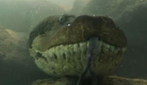 Τρομακτικό βίντεο: Δύτης έρχεται τετ-α-τετ με 7μετρο ανακόντα