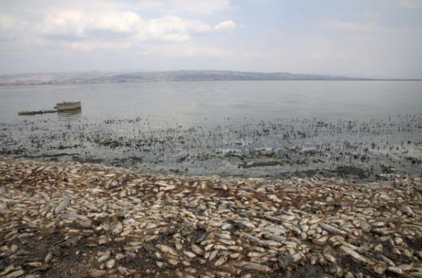 Αργοπεθαίνει η λίμνη Κορώνεια – Η αιτία πίσω από τα χιλιάδες νεκρά ψάρια