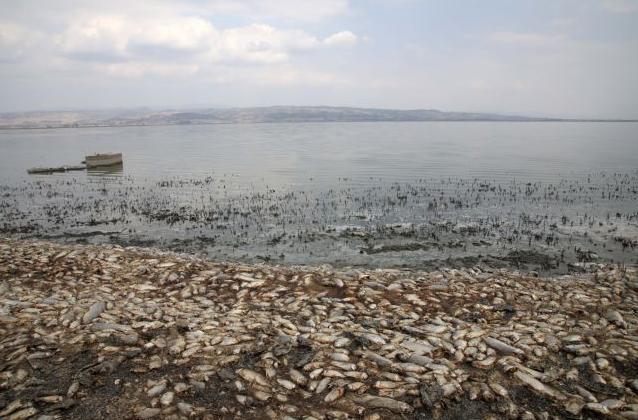 Αργοπεθαίνει η λίμνη Κορώνεια - Η αιτία πίσω από τα χιλιάδες νεκρά ψάρια